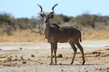 Kudu on the lookout