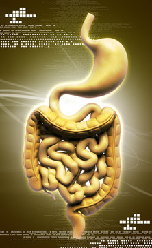 human digestive system