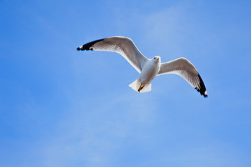 seagull