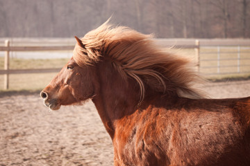 Pferd in Bewegung