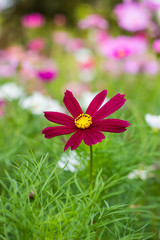 Obraz premium Comos flower