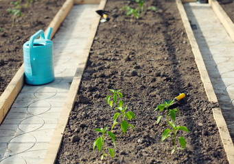 greenhouse seedling. small depth of field