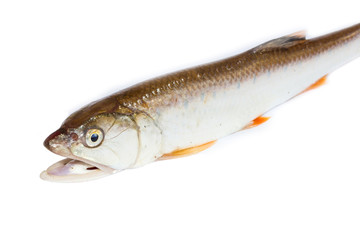 Freshwater white background