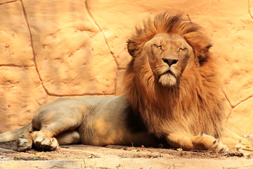 Obraz premium Portrait lion