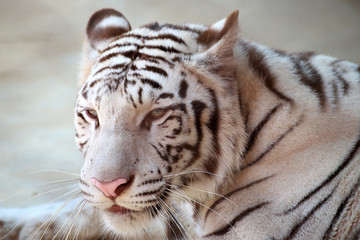 Fototapeta na wymiar white Tiger