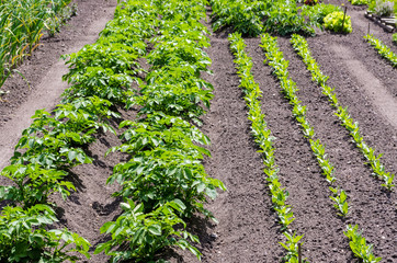 Fototapeta na wymiar Vegetable garden with potato plants