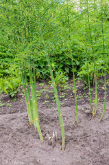 Fototapeta na wymiar Asparagus plants in vegetable garden.