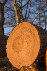 Baumstapel-Jahresringe