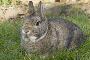 Zwergkaninchen im Garten (hasengrau)