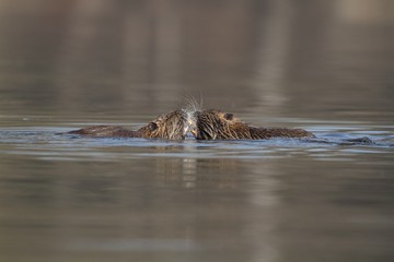 Two young wild nutria in water. Game - duel.