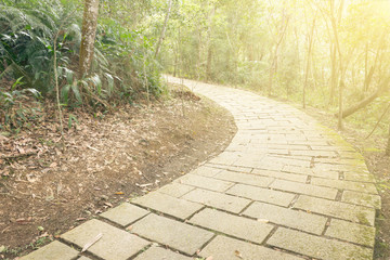 Path in forest under sunlight
