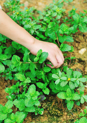 picking mint at vegetable garden