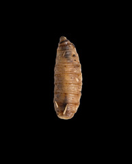 maggot on a black background