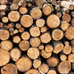timber harvesting