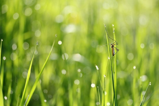 Schnake im nassenGras / crane fly in the wet grass