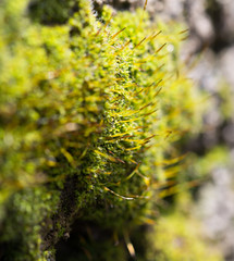 moss on concrete. macro