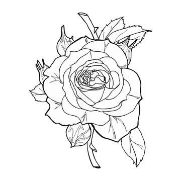 rose sketch vector