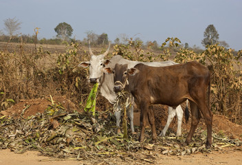 brahma cows
