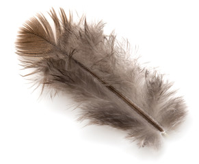 Obraz premium feather on white background