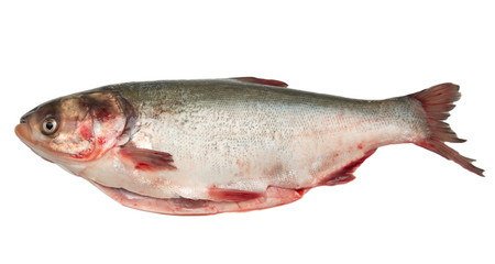 fish on a white background