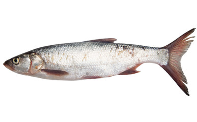 fish on a white background