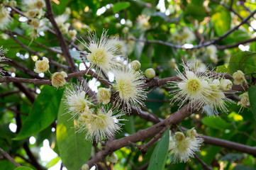 rose apple pollen on the tree