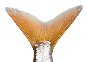 tail of a fish on a white background - obrazy, fototapety, plakaty