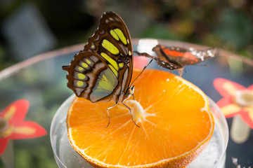 beautiful butterfly