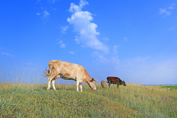 Cows