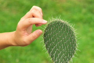 hand touch the cacti thorn
