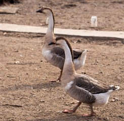 geese in the nature