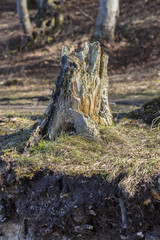 old tree stump on hill