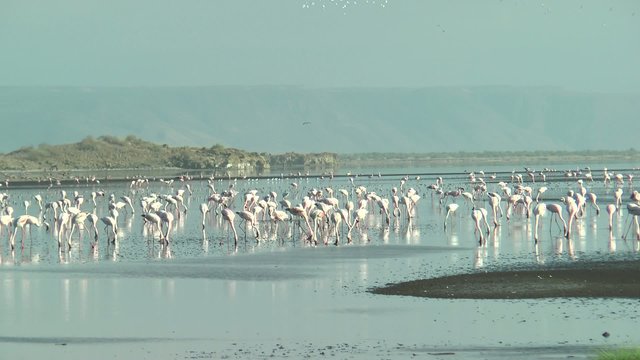flamants rose du lac Natron