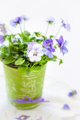 Obraz premium Little pansies in green vintage pot. Selective focus