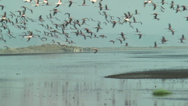 flamants rose du lac Natron
