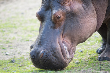 Head of a Hippopotamus