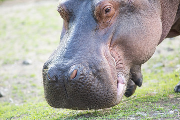 Head of a Hippopotamus
