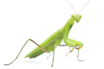 Grasshopper on white background