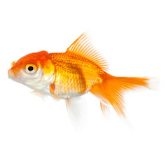 Close up of swimming yellow fish, isolated on white