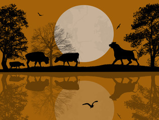Bulls silhouette near water