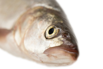 fish head. macro