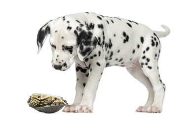 Dalmatian puppy, looking down at a turtle on its back