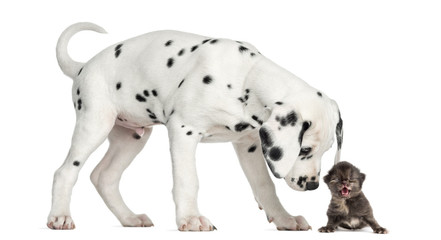 Side view of a Dalmatian puppy sniffing a kitten meowing © Eric Isselée