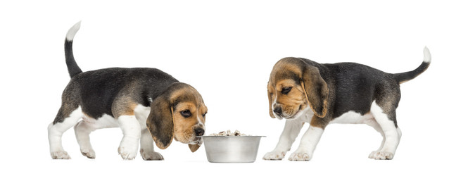 Beagle puppies around a full dog bowl, isolated on white