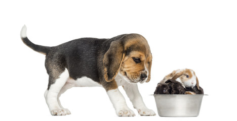 Beagle puppy looking at his bowl full of rabbits