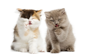 Highland fold kittens sitting, having a wash, isolated on white