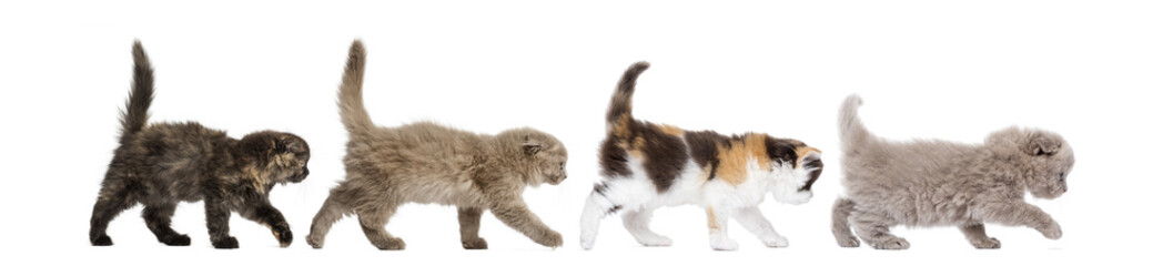 Side view of Highland fold kittens walking in line