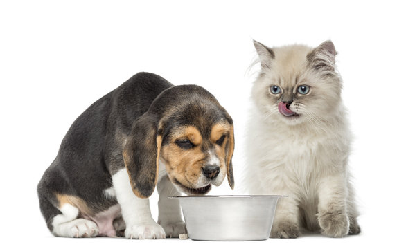 puppy and kitten sitting in front of a dog bowl