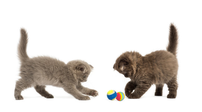 Highland fold kittens playing together with balls