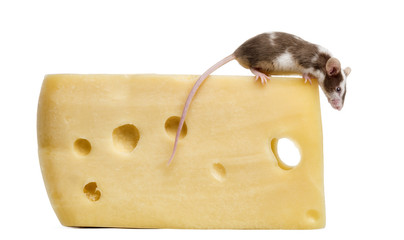 Common house mouse perched on top of a big piece of cheese